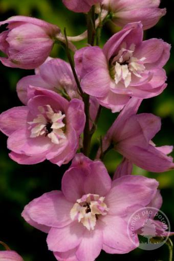 Stračka x Magic Fountain 'Cherry Blossom White Bee'