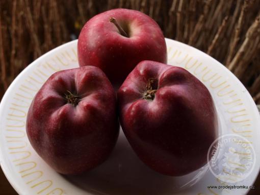 Jabloň Red Delicious (podnož M7)