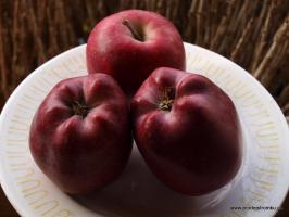 Jabloň Red Delicious (podnož M7)