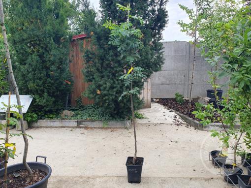 Oskeruše roubovaná - sorbus domestica