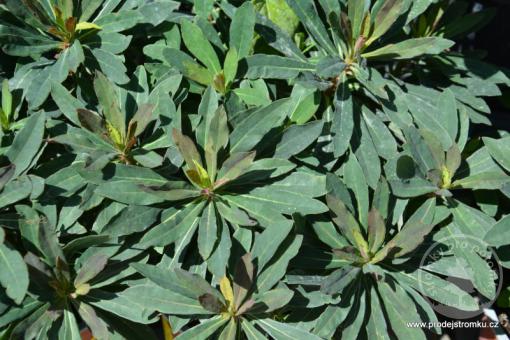 Pryšec mandloňový Purpurea