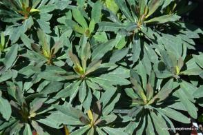 Pryšec mandloňový Purpurea