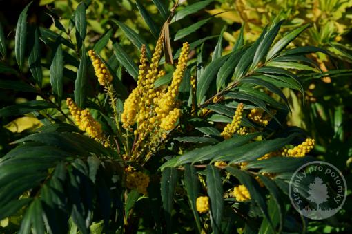 Mahonia Volcano