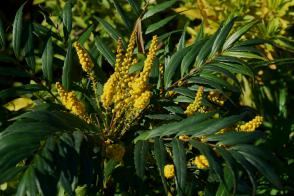 Mahonia Volcano