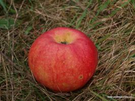 Jakubka červená letní jabloň podnož M26