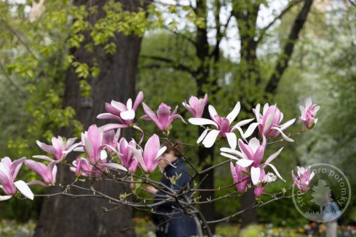 Magnolie Ricki