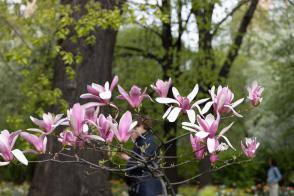 Magnolie Ricki