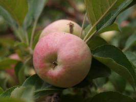 Jabloň Mantet (podnož semenáč, vysokokmen)