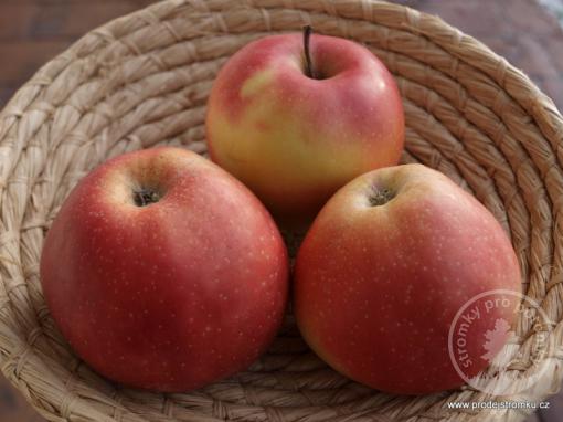 Jabloň Aneta (podnož M7)