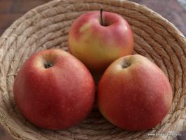 Jabloň Aneta (podnož M7)