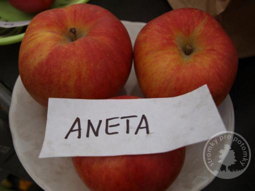 Jabloň Aneta (podnož M7)