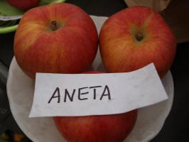 Jabloň Aneta (podnož M7)