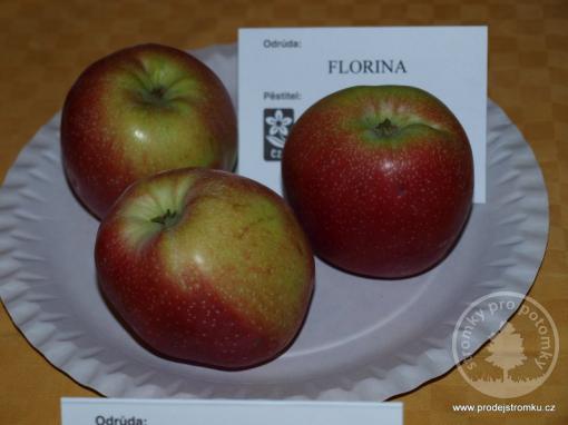 Florina jabloň podnož M7