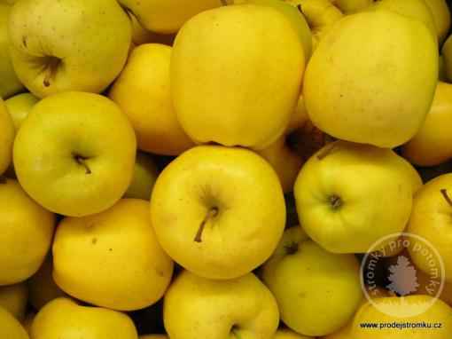 Jabloň Golden Delicious (podnož M7, kontejner)