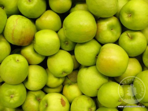 Jabloň Golden Delicious (podnož M7, kontejner)