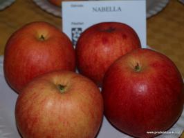 Jabloň Nabella (podnož A2)