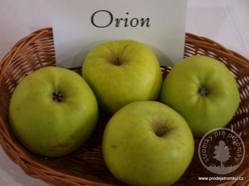 Jabloň Orion (podnož MM106, čtvrtkmen)