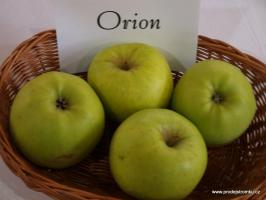 Jabloň Orion (podnož MM106, čtvrtkmen)