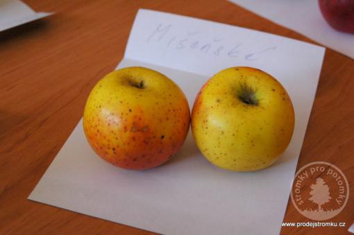 Jabloň Míšeňské (podnož semenáč, vysokokmen)