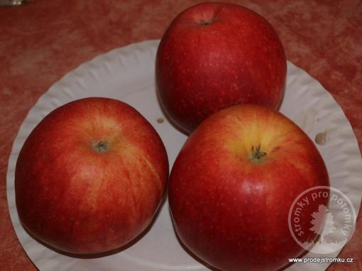 Jabloň James Grieve (podnož semenáč, polokmen)