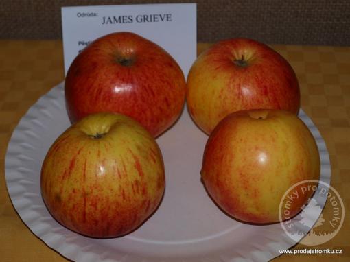 Jabloň James Grieve (podnož semenáč, polokmen)