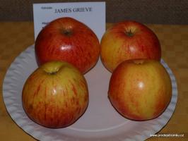 Jabloň James Grieve (podnož semenáč, polokmen)