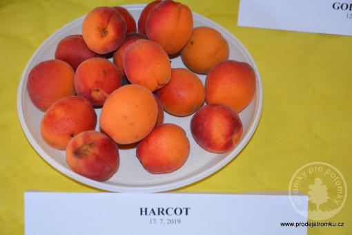 Meruňka Harcot (podnož Myrobalán, kontejner)