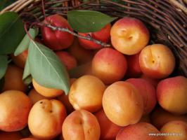 Meruňka Karola (podnož Zelená ryngle)