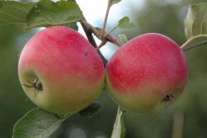 Hana jabloň podnož semenáč vysokokmen