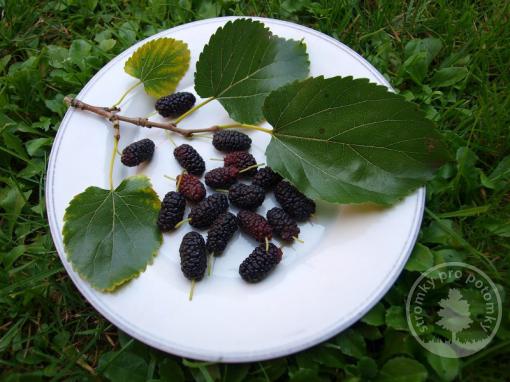 Moruše černá velkoplodá