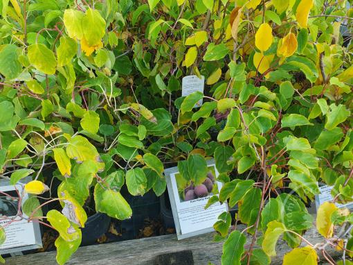 Kiwi Hardy Red