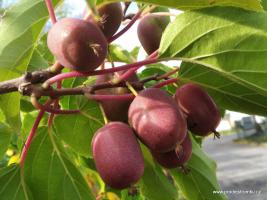Kiwi Hardy Red