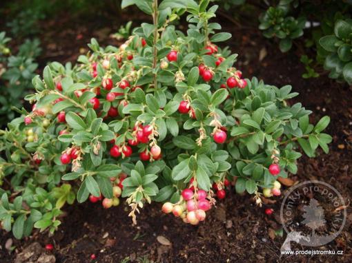 Brusinka Red Pearl