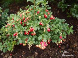 Brusinka Red Pearl