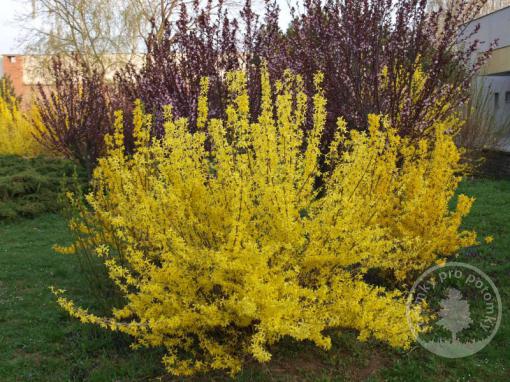 Zlatice prostřední Lynwood