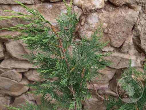 Cypřišovec Leylandův