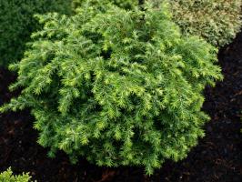 Jedlovec kanadský Jeddeloh