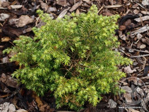 Jedlovec kanadský Jeddeloh