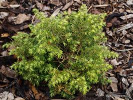 Jedlovec kanadský Jeddeloh