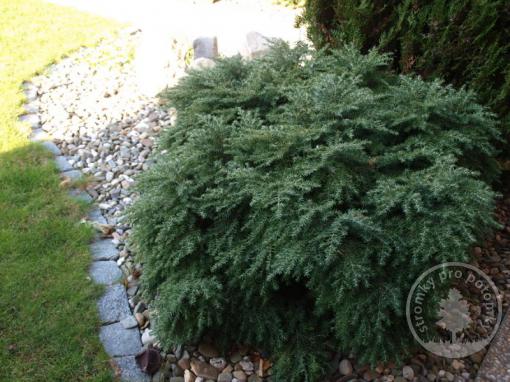 Jedlovec kanadský Jeddeloh