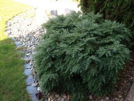 Jedlovec kanadský Jeddeloh