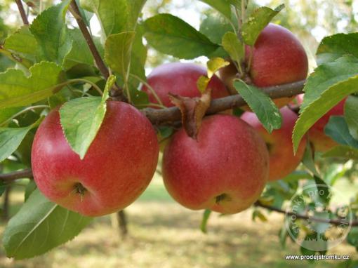 Rosana jabloň podnož semenáč vysokokmen