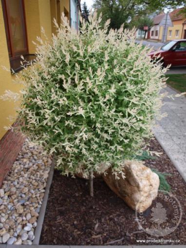 Vrba japonská Hakuro Nishiky - kmínek 130cm