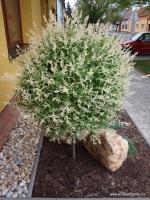 Vrba japonská Hakuro Nishiky - kmínek 130cm