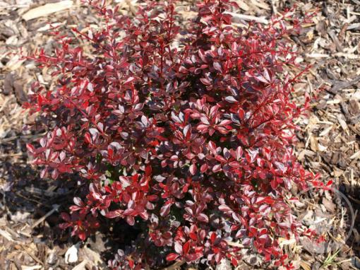 Dřišťál Thunbergův Atropurpurea Nana