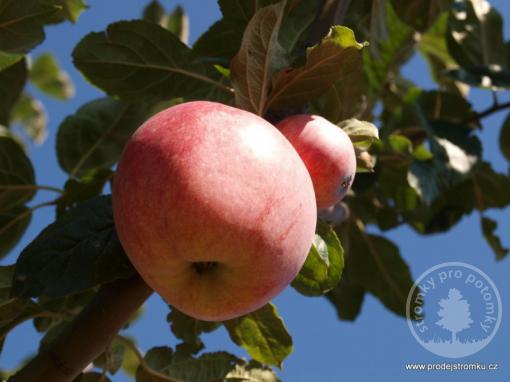 Řehtáč soudkovitý vysokokmen