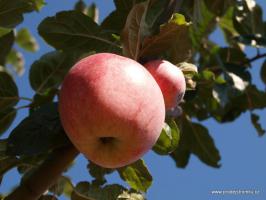 Řehtáč soudkovitý vysokokmen