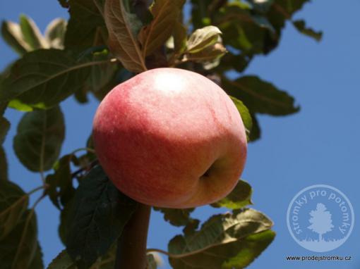 Řehtáč soudkovitý vysokokmen