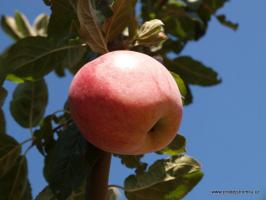 Řehtáč soudkovitý vysokokmen