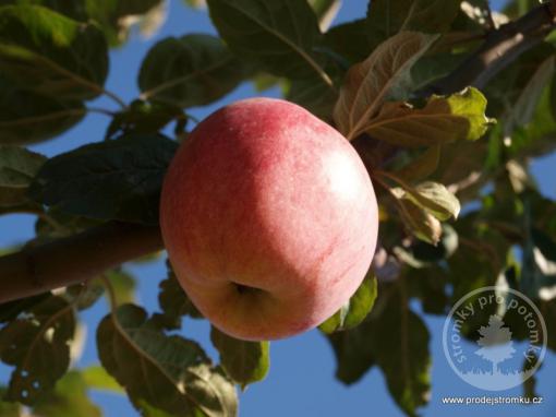 Řehtáč soudkovitý vysokokmen